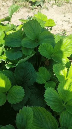 Morning garden tour captures diverse plants, strawberry picking in Armenia