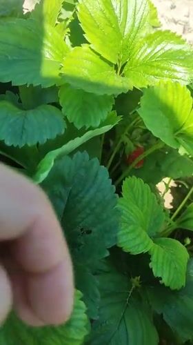 Morning garden tour captures diverse plants, strawberry picking in Armenia