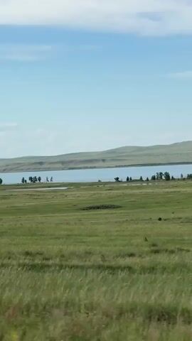 The video shows a panoramic view of a vast, open landscape on a clear day. The foreground is dominated by tall, green grass swaying gently, suggesting a natural, uncultivated area. In the middle ground, there is a wide, tranquil body of water, likely a lake, reflecting the light blue sky. Along the shoreline of the lake, a sparse line of trees can be seen. The background consists of rolling, green hills that extend towards the horizon. The sky is a bright blue with a few scattered white clouds. The overall impression is one of natural beauty and serenity. There are no people or man-made structures clearly visible in the frame. The camera appears to be moving slightly, giving a sense of depth and scale to the landscape.