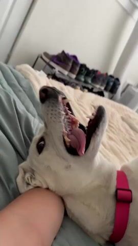 The video shows a white dog with a pink collar lying on a bed. The dog is yawning widely, showing its teeth and tongue. In the background, there is a window with blinds, a white air conditioner unit, and several pairs of shoes on a shelf. The camera perspective is close to the dog, and the focus shifts between the dog's face and its extended leg.