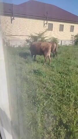 Two cows are standing in a grassy area in front of a light-colored building with a brown roof. The cow in the foreground is facing away from the camera and is facing toward the right. The cow in the background is slightly to the right and behind the first cow. The building has windows and a ladder leaning against it on the right side. The sky is blue and clear. The video is grainy and appears to be taken from inside.