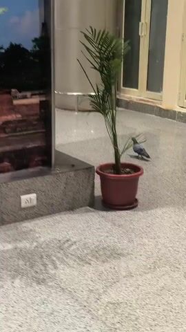 A pigeon stands near a potted plant in a hallway. The hallway has tiled flooring and large windows. There are other potted plants in the background, as well as people in the distance.