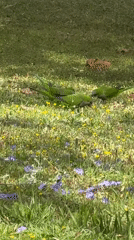 Quaker parrots forage among wildflowers in Tel Aviv park