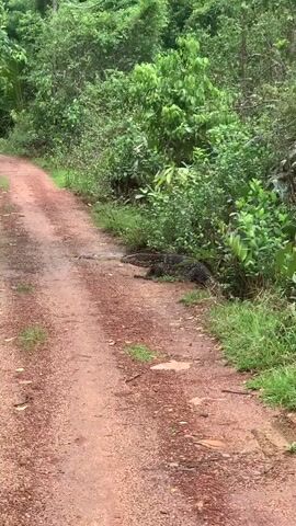 A dirt path is bordered by dense green vegetation on both sides. A large monitor lizard, with black and yellow speckled skin, lies partially submerged in a puddle on the edge of the path, blending with the surrounding foliage. The lizard remains motionless in the scene.