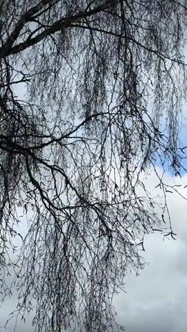 The video shows a tree with bare branches against a sky of white and blue clouds. The branches are dark and intricate, reaching out in various directions. The sky is a mix of white and gray clouds with patches of blue peeking through.