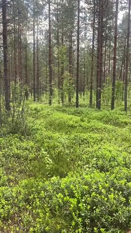 The video shows a dense forest floor covered in vibrant green undergrowth. Tall, slender pine trees dominate the background, their trunks stretching towards a bright sky, with some smaller trees and bushes interspersed. The ground is a lush carpet of low-lying plants, likely blueberries and mosses, creating a uniform green texture. The lighting suggests it is daytime, possibly late morning or early afternoon, with sunlight filtering through the trees. There are no people or animals visible in the frame, and the scene is still and peaceful, focusing solely on the natural environment of the forest.