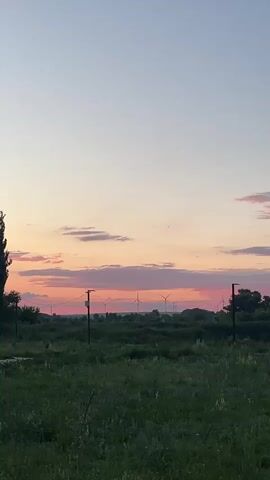 A vertical video captures a sunset over a grassy field with several wind turbines visible in the distance. The sky displays soft hues of pink and orange from the setting sun, with scattered clouds. In the foreground, tall green grass covers the ground, and two fence posts with wires are visible. A thin tree stands on the left side of the frame. The wind turbines are spread out across the horizon, partially obscured by trees and the landscape.