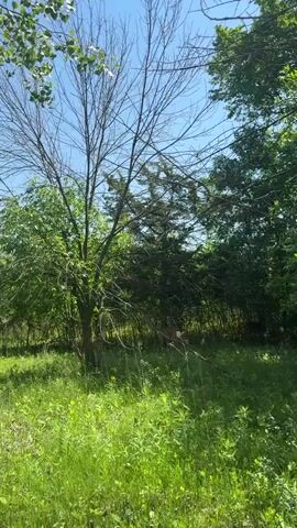 The video depicts a grassy field with a sparse array of trees against a clear, blue sky. A tree with many bare branches is in the foreground, slightly left of center, and partially obscures the view. Behind the tree is denser foliage. A deer is standing in the undergrowth behind the trees. The sunlight casts shadows throughout the scene. The camera is stationary.