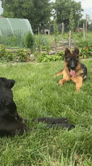 Two dogs rest in residential yard setting