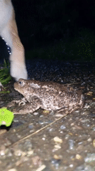 Night walk, curious dog, and a toad on wet Russian streets