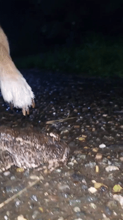 Night walk, curious dog, and a toad on wet Russian streets