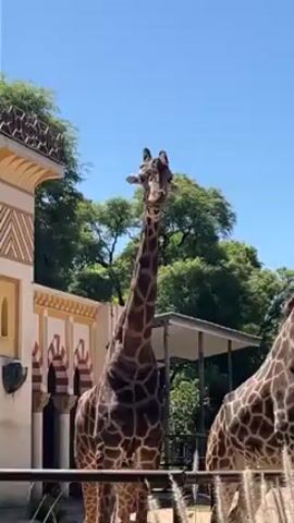 Two giraffes stand in an enclosure on a sunny day. The giraffe in the foreground is tall and slender, with a dark brown and tan patterned coat and a long neck. It is facing the camera. To the right, partially obscured, is a second giraffe with a similar coat pattern. Behind the giraffes are green trees and a building with tan walls, dark red arched windows, and an ornate rooftop. A gray metal fence surrounds the enclosure, and a red object appears briefly in the right foreground.