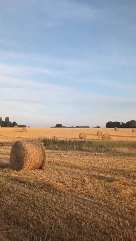 This is a vertical video of a harvested wheat field under a clear blue sky with scattered clouds. The field is covered in stubble, and several round hay bales are scattered across it. The sun is low in the sky, casting a warm golden light on the scene. In the distance, a line of trees forms the horizon. The video is static, with no movement or discernible action.