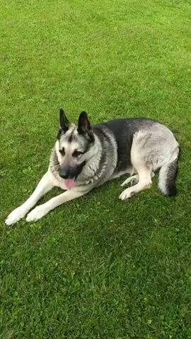 A dog is lying down on a grassy lawn. The dog is a German Shepherd mix with gray, black, and tan fur. The dog is looking to the left and has its tongue hanging out. The grass is green and well-maintained. The lighting suggests it is daytime.