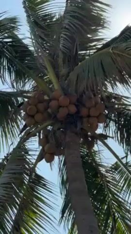 The video presents a low-angle shot of a tall coconut palm tree against a bright, clear, blue sky. The tree is laden with mature coconuts clustered near the top of the trunk. The fronds are long, feathery, and blowing slightly in the wind, allowing the sun to peek through intermittently. The trunk appears mature, with a textured surface.