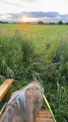 Evening dog walk through a wildflower field at dusk