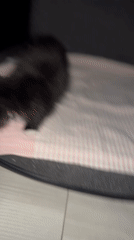 A cozy Vologda evening: kittens, houseplants, and city lights