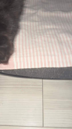 A cozy Vologda evening: kittens, houseplants, and city lights