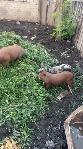 A group of three young pigs are in a muddy outdoor area. Two of the pigs are reddish-brown, and one is spotted black and white. They are gathered around a large pile of green vegetation, appearing to be eating it. One reddish-brown pig is facing away from the camera, while the other two are facing towards it. The environment is dirty with some scattered debris and a wooden fence in the background.
