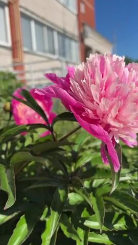 This is a close-up, low-angle video of a pink peony flower. The flower is in focus in the foreground, with its petals unfurling. In the background, out of focus, is a building with a brick facade and white-trimmed windows, as well as green foliage and a blue sky. The video pans slightly from left to right, showing the detail of the peony's petals.