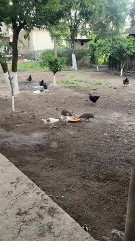 This is a vertical video clip showing a small farmyard scene, likely in Zugdidi, Georgia. The ground is primarily dirt, with some muddy patches, indicating recent rain or a water source. Several domestic fowl are present. In the foreground, a group of young birds, possibly chickens or ducklings, are gathered around a red feeder. They are white and speckled, with pink legs and feet, and are actively pecking at the food. Two adult guinea fowl, with their distinctive spotted plumage, are also partaking in the meal. In the background, to the left, a few adult chickens, one black and one brown and black, stand near a puddle of water. Behind them, a small tree with green leaves stands against a fence, suggesting an outdoor, rural environment. The light appears to be natural daylight, but overcast, possibly suggesting early morning or late afternoon, or simply a cloudy day. The overall atmosphere is one of peaceful, everyday farm life. There is no visible text in the video.