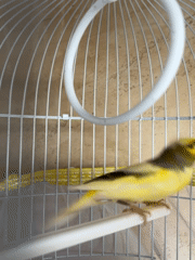 Quiet afternoon moments with pet canary and card games