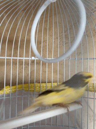 Quiet afternoon moments with pet canary and card games