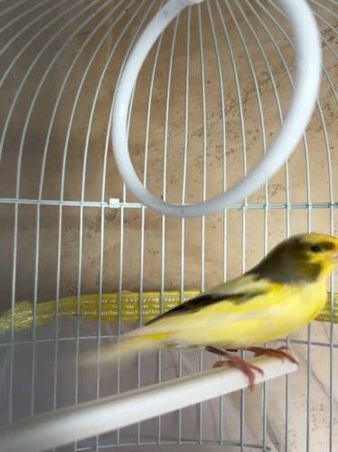 Quiet afternoon moments with pet canary and card games