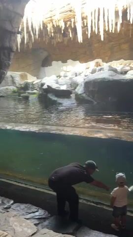 A man and a child are standing in front of a large aquarium exhibit. The exhibit appears to be designed to resemble a rocky, icy environment with water. The man is crouched down, gesturing towards the water, while the child stands beside him, looking intently. Below the water's surface, several penguins are swimming and interacting. One penguin is actively swimming underwater, while another appears to be jumping into the water from the surface. Above the water, on the rocky ledges of the exhibit, several penguins are standing. The exhibit also features icicle-like formations hanging from the ceiling.