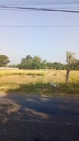 The video shows a wide shot of a rural landscape with a field of ripe golden grain, likely rice, in the foreground. Several people are working in the field. A green harvesting machine is visible, and some individuals appear to be operating it or collecting the harvested grain. The field is bordered by a road in the lower part of the frame. Trees and vegetation are present in the background, suggesting a warm, sunny day. The sky is clear and blue.