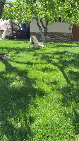 In a sun-dappled, outdoor scene, a light-colored Labrador dog is seen rolling around and frolicking on a vibrant green lawn. The dog initiates this playful behavior by running into the grass before fully committing to rolling onto its back and contorting its body.  The lawn itself is a manicured, uniform carpet of grass, partially shaded by the overhanging branches of a leafy tree. In the background, glimpses of a structure with light-colored walls and a reddish roof can be seen, suggesting a house or shed.