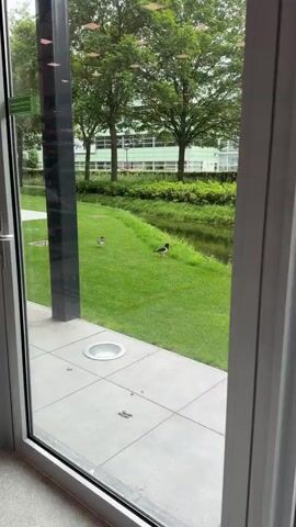 This is a vertical video clip of two birds standing on a grassy area next to a body of water. In the background, there are several large trees and a modern-looking building with a light green facade and many windows. The scene appears to be outdoors on a cloudy day. There is a paved walkway in the foreground with a circular light fixture embedded in it. The birds are positioned on the grass, with one closer to the water and the other further away. The one closer to the water is larger and has dark plumage with some white markings, while the other bird is smaller and appears to be a lighter grey or brown color. The water is calm and reflects the greenery and sky. The overall setting suggests a park or a well-maintained outdoor area adjacent to a building. There is a green sign visible on a pole on the far left of the frame that reads "Emergency Exit Only".