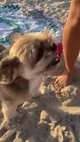 On a sandy beach, a small dog, appearing to be a Shih Tzu mix, stands near a person's bare feet. The dog has a reddish-brown and tan coat. It holds a red toy in its mouth and appears to be playfully growling or smiling, showing its teeth. A beach blanket with a teal and white pattern is visible in the background. The sunlight suggests it is daytime.