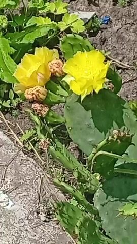 The video shows a close-up of a prickly pear cactus with yellow flowers. The cactus has large, flat, green pads covered in spines. Two bright yellow flowers are in bloom, one at the top of the frame and another slightly to the left. There are also some developing fruit or buds on the cactus. The background is a mix of dry soil, some dry grass, and other green foliage. The lighting suggests it is daytime, likely outdoors in sunlight. The camera appears to be moving slightly, providing a panning or slightly shaky view of the cactus.