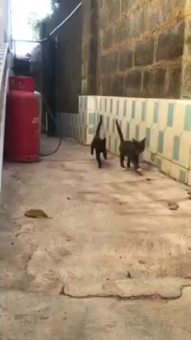 Two kittens are playing in an outdoor area. One kitten is completely black, while the other is a gray and white mix. They are near a wall with light blue and white tiles along the bottom. The ground is concrete with some debris. The kittens are running and chasing each other.