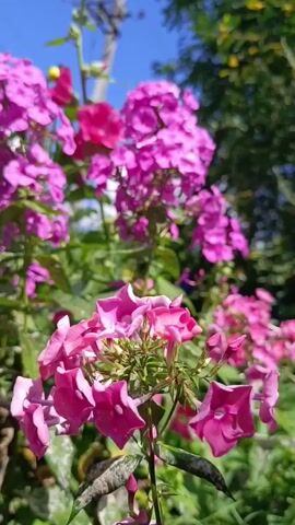 This is a close-up video of pink phlox flowers in bloom. The flowers are vibrant and varied in shades of pink and fuchsia, with some in sharp focus in the foreground and others slightly blurred in the background. They are set against a backdrop of green foliage and a bright blue sky with fluffy white clouds. The lighting suggests it is daytime, likely late morning or early afternoon, with the sun casting shadows and highlighting the delicate petals. The scene is outdoors, in a garden or natural setting, with a hint of a wooden fence or post visible in the upper left corner, and trees in the distance. The overall mood is peaceful and serene, emphasizing the beauty of nature. There is no visible text in the video. The location context is Karsha, Russia.