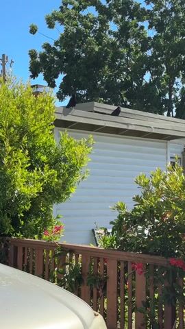 The video shows two black birds perched on the edge of a white building's roof. The building appears to be a single-story structure, possibly a garage or shed, with horizontal siding. Green foliage, including a large, leafy tree and smaller bushes with pink flowers, surrounds the building and obscures part of the view. A wooden fence is visible in the foreground, and a portion of a light-colored car can be seen on the left side of the frame. The sky is bright blue, indicating a clear, sunny day. The time of day appears to be midday, given the brightness of the sunlight and the shadows cast. There is no visible text in the video. The overall scene suggests an outdoor, possibly residential, setting on a warm day. The birds are the primary subjects, their presence on the roof being the main activity captured.