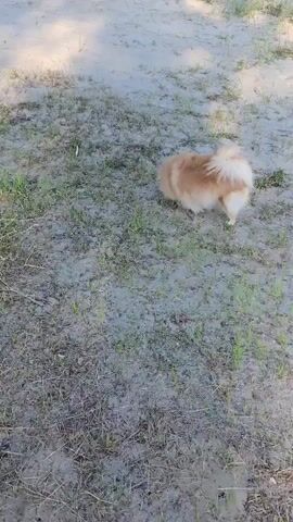 A fluffy, light brown dog with a white-tipped tail is shown from a slightly elevated, overhead perspective. The dog is on a patch of ground that is a mix of sand and sparse green grass. The dog is facing away from the camera and appears to be sniffing the ground and moving its head side to side. The background is blurred, but it appears to be an outdoor setting with sunlight creating shadows and highlights on the ground. The dog's tail is held high and curves over its back. The dog's fur is long and fluffy.