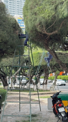 Nha Trang beachfront: tree crews, palm promenades, and street life