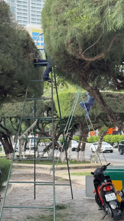Nha Trang beachfront: tree crews, palm promenades, and street life