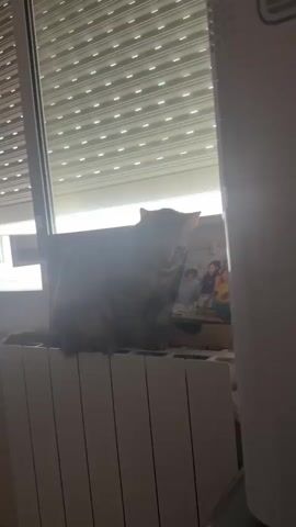 The media file shows a grey tabby cat sitting on a white radiator. Behind the cat is a window with horizontal blinds. The blinds are partially open, allowing bright light to filter through. A framed photograph is propped up behind the cat, showing three people, two younger individuals and one adult, with a light blue background. The cat appears to be sniffing or nudging the photograph. The scene is indoors, likely in a home. The lighting suggests it could be daytime, as indicated by the brightness from the window. The overall mood is casual and domestic, with the cat as the primary subject of interest. There is no visible text in the media file.