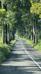 Tree-canopied road captured in Indonesia