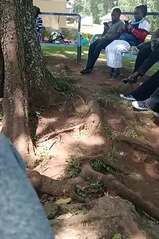 The video shows a group of people sitting on benches outdoors near a tree. There are three adults sitting on a light blue bench. Each of them is looking at a cell phone. Three people, possibly older children or teenagers, are sitting on the ground in front of the bench. They are also looking at cell phones. The tree has very large, exposed roots on the surface of the ground. There are some weeds and small plants growing among the roots. The ground appears to be dirt or packed soil. In the background is a single-story building. The weather is sunny and there are shadows on the ground.