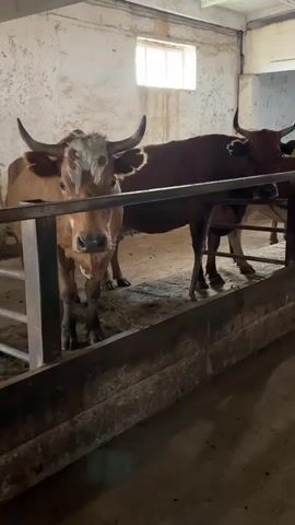 This media file shows a barn interior, likely a cattle farm. The scene features several cows of varying colors, including brown, white, and brown and white spotted. They are standing in a row behind a wooden trough and a metal railing. The cows are the primary subjects, with the closest one on the left looking directly at the camera. Its horns are prominent. The overall setting is functional, with concrete flooring, a slightly weathered wall, and a window with diffused light suggesting it is daytime. The lighting is dim, indicative of an indoor space with limited natural light. There are no people visible in the frame. The activity appears to be routine, with the cows resting or waiting in their enclosure. No text is visible within the media file. The location context provided is Баягиз, Kazakhstan, which aligns with the rustic and agricultural feel of the scene.