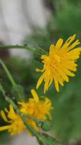 The video shows a close-up view of a plant with small yellow flowers. The plant has green stems and buds. There are several small black insects, possibly aphids or ants, on the stems and flowers. The background is a blur of green foliage and a hint of a white surface. The lighting is natural, suggesting an outdoor setting. The camera focuses on the insects and the flowers, with a shallow depth of field.