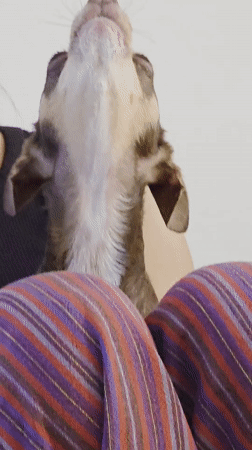 Chihuahua sits on lap in Puebla, Mexico
