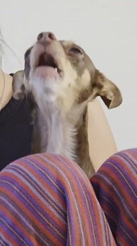 Chihuahua sits on lap in Puebla, Mexico
