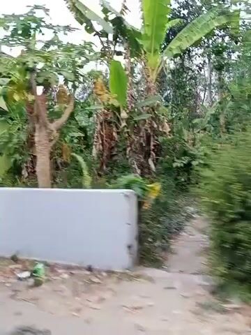 The video shows a slow pan across a residential street, likely in a tropical or subtropical region, with a focus on houses and vegetation. The houses are primarily single-story structures with distinctive tiled roofs. The walls of the houses are painted in bright, light colors, predominantly lime green and a lighter shade of green. Some houses feature open verandas with decorative arches and pillars. Fencing, consisting of low, light-colored walls and some areas of concrete or stone, borders the properties. Lush green vegetation, including banana trees with large leaves and other tropical plants, is abundant, growing close to and around the houses. The ground visible in the foreground is a mixture of dirt and fallen leaves, suggesting an outdoor, possibly somewhat unkempt, environment. The sky appears overcast, indicating a cloudy day. There are no people or animals visible in the video. The overall impression is one of a simple, possibly rural or suburban, residential area characterized by its greenery and colorful, modest architecture.
