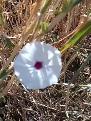 A single white flower with a dark pink center is shown in the video. The flower is surrounded by dry, brown grass and some green stalks. The camera is focused on the flower and it appears to be in a natural outdoor setting. The lighting suggests it is daytime.