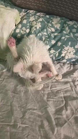 A white kitten with pink toe beans is sitting on a bed with crumpled grey sheets and a floral patterned pillow. The kitten appears wet and is grooming itself, licking its paws and scratching its ear. Its tail is long and thin. The lighting suggests an indoor environment at night or in a dimly lit room.